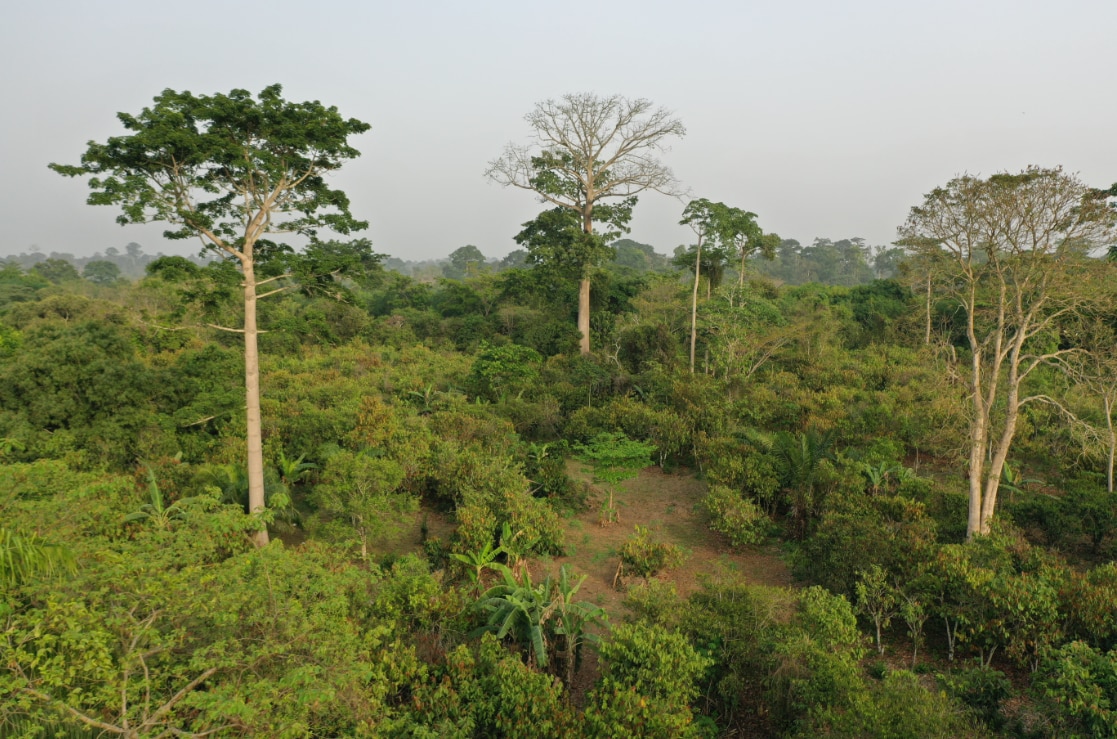 trees