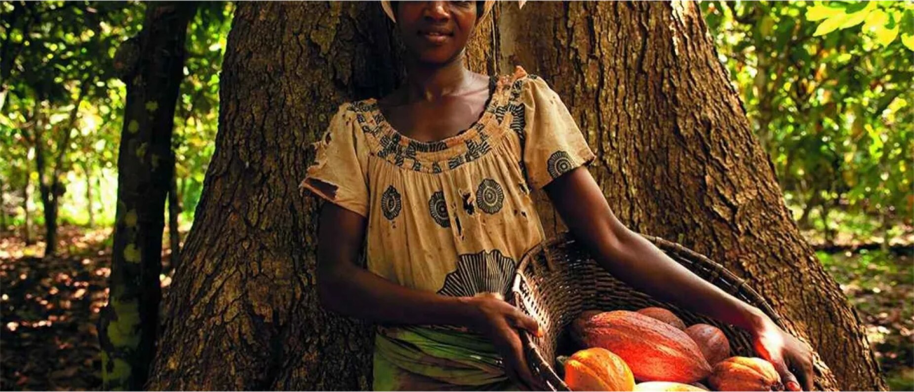 Nestle cocoa plan